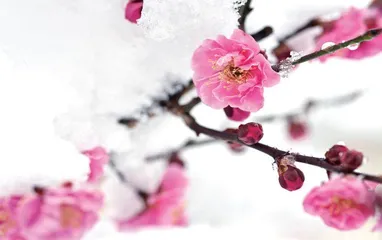 冰天雪地,为何也有植物开花?7