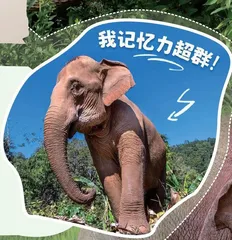 亚洲象又现身!庞然大“宝”数量显著增加!7
