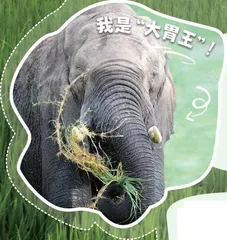 亚洲象又现身!庞然大“宝”数量显著增加!8