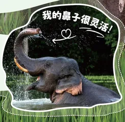 亚洲象又现身!庞然大“宝”数量显著增加!9