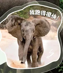 亚洲象又现身!庞然大“宝”数量显著增加!11
