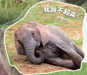 亚洲象又现身!庞然大“宝”数量显著增加!12
