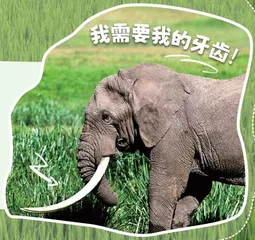 亚洲象又现身!庞然大“宝”数量显著增加!13
