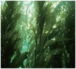 藻类是动物还是植物?1