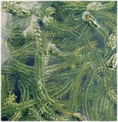 藻类是动物还是植物?4