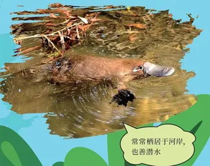 真正的“缝合怪”——鸭嘴兽3