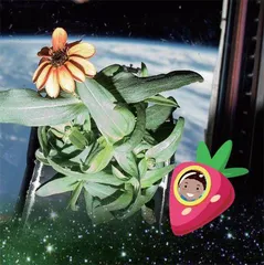 在太空种菜对航天员有什么好处?3