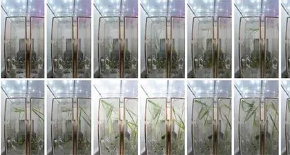 太空“种菜”什么体验?神十四航天员告诉你4