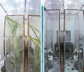 航天场里, 动物也疯狂!10