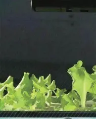 太空“种菜”什么体验?神十四航天员告诉你8