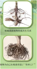 农作物“ 吃饭” 越多越好吗？1