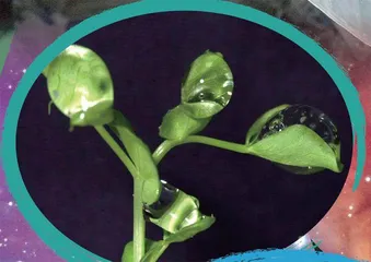 看看太空农场3