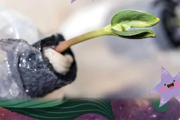 看看太空农场8