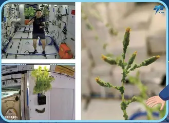 在空间站里“种菜”有什么不一样?3