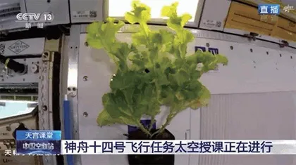 在空间站里“种菜”有什么不一样?6