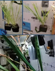 在空间站里“种菜”有什么不一样?8