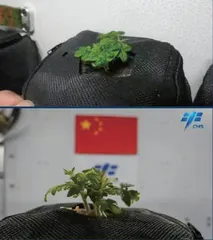 在空间站里“种菜”有什么不一样?9