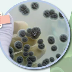 神奇微生物:从发酵食品到青霉素8