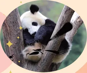 猫狗也会做梦和失眠2