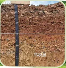 为什么草原上树木稀少?2