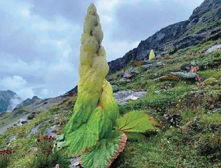 藻类:地球出现人类的大功臣4