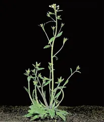 空间站返回的拟南芥种子发芽了! 实验成果首次对公众展出4