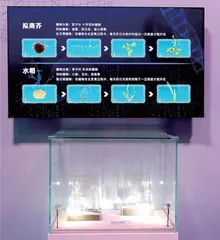 空间站返回的拟南芥种子发芽了! 实验成果首次对公众展出9