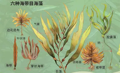 藻类:地球出现人类的大功臣1