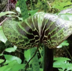 你能看清它们是动物还是花儿?2