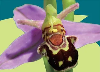 你能看清它们是动物还是花儿?3