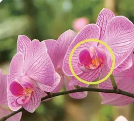 你能看清它们是动物还是花儿?4