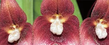 你能看清它们是动物还是花儿?5