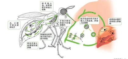 青蒿:中药箱里的抗疟传奇1