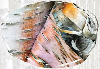 白桦：银色的光华1