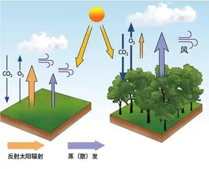 多样植被:气候家族的“活跃成员”1