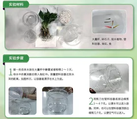 打造属于自己的水生生境盆景