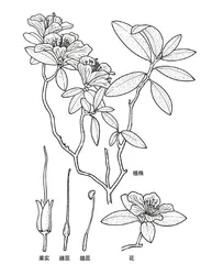 兴安杜鹃:干枝花也有春天2