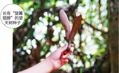 望天树:雨林中的巨人1