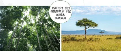 望天树:雨林中的巨人2