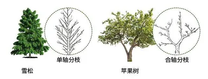 望天树:雨林中的巨人3