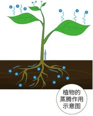 望天树:雨林中的巨人4