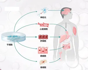未来医疗的“新大门”:定制化干细胞2