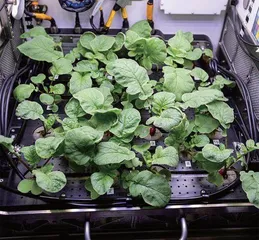 太空“菜农”的丰收日志8