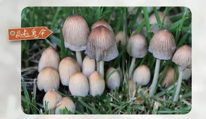 朝生暮落花