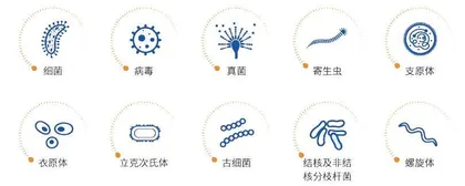 人体微生物王国的奇妙探索1