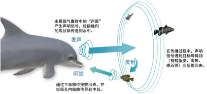搁浅的鲸类听到了什么?1