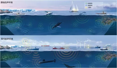 搁浅的鲸类听到了什么?2