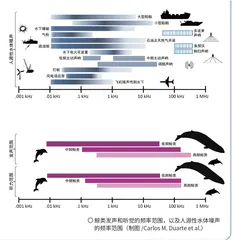 搁浅的鲸类听到了什么?3