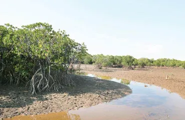 红树林:海岸带固碳魔法师1