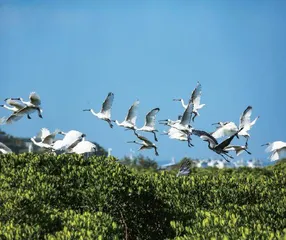 红树林:海岸带固碳魔法师3
